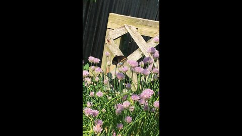 Butterfly enjoying the purple flowers