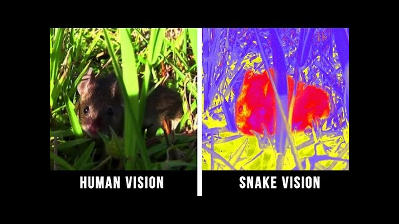 HOW ANIMALS SEE THE WORLD