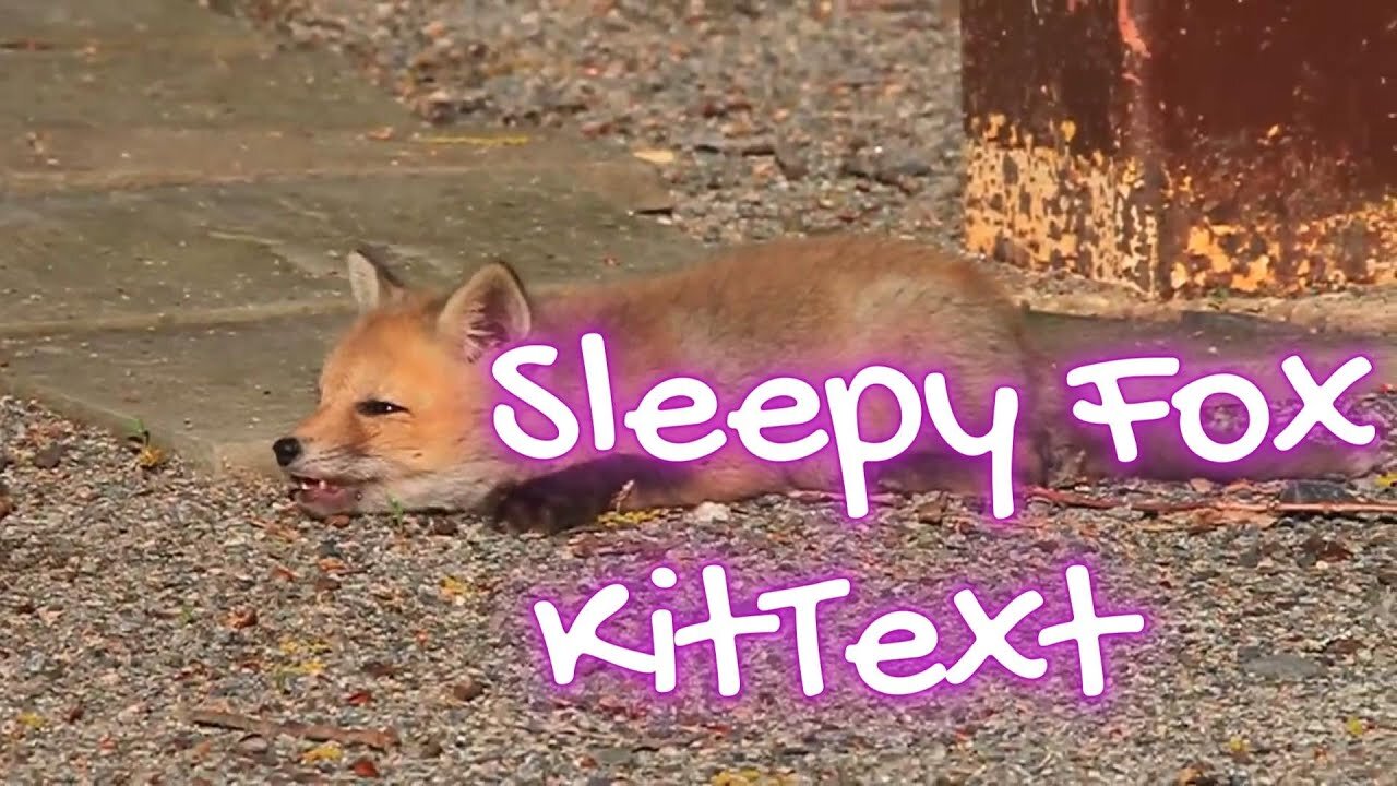 Sleepy Fox Kit