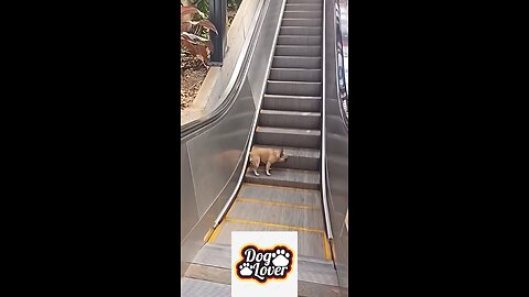 Dog enjoying the scalator ride!