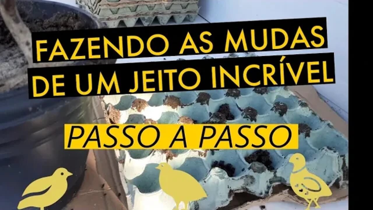 APRENDI COMO FAZER AS MUDAS DE UM JEITO FÁCIL / HORTA ORGÂNICA