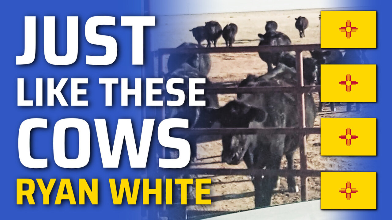 Just Like These Cows