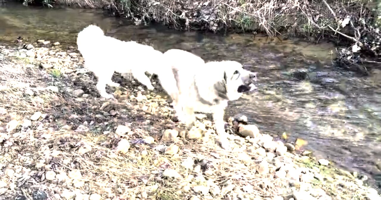 Arthur & Rosa Playing on Their Farm!