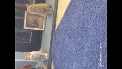 Kitty Cat Ingrate