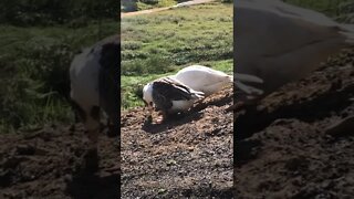 Pilgrim geese first day free ranging at new home