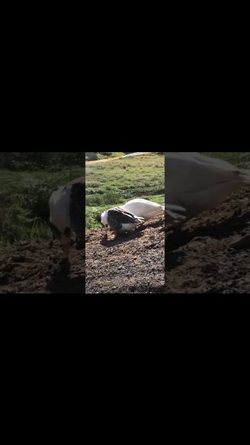 Pilgrim geese first day free ranging at new home