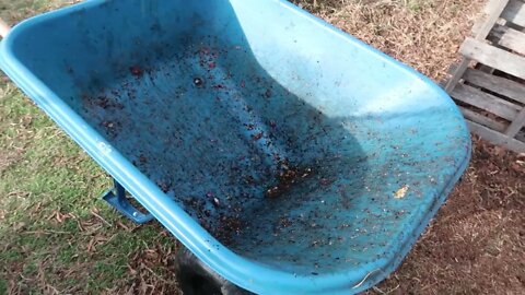 Composting - Traditional, Worms (vermicomposting), Black Soldier Fly Larvae (BSFL)