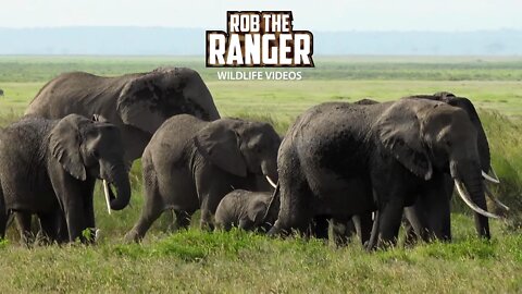 Amboseli Elephant Herd On The Move | Zebra Plains Safari