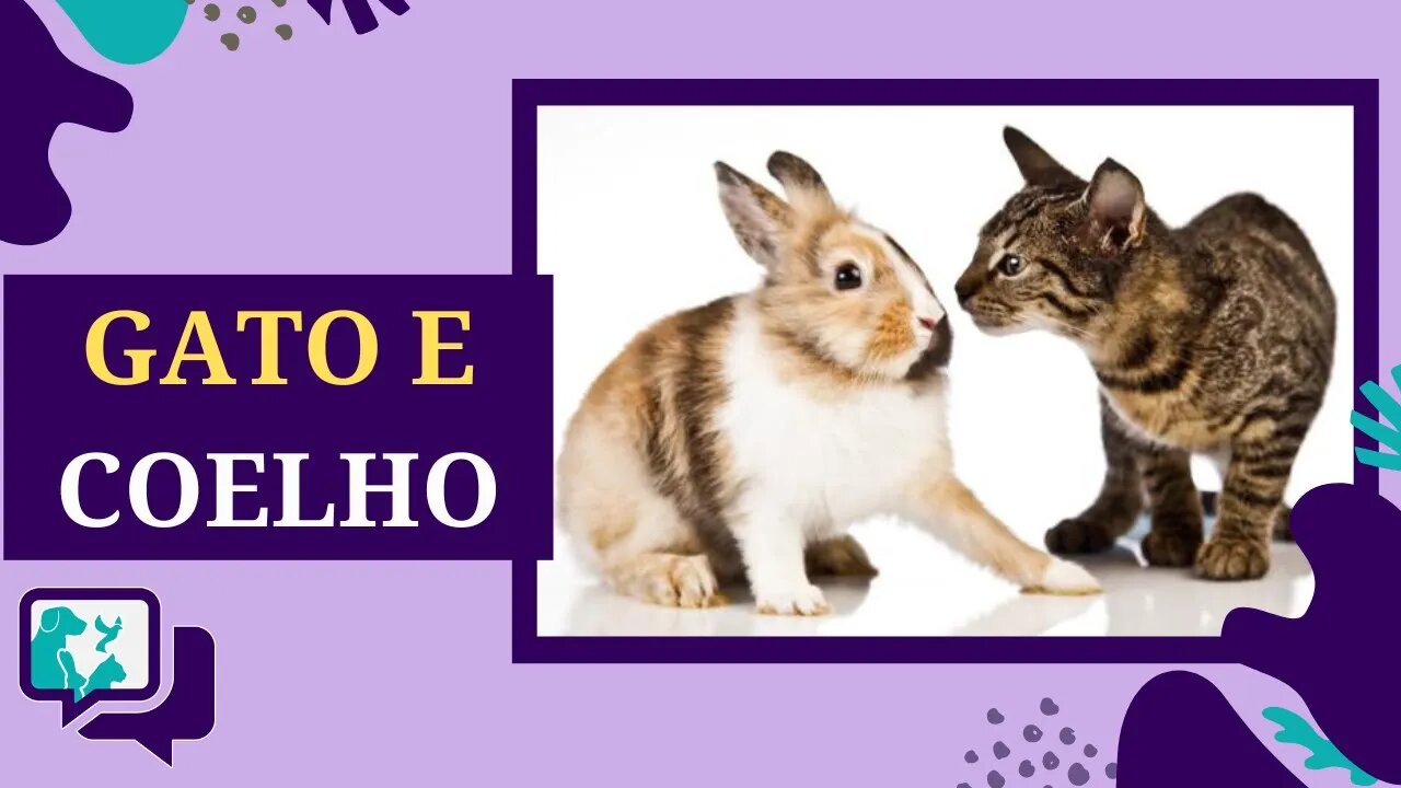 Gatos e Coelhos Juntos: É Possível?