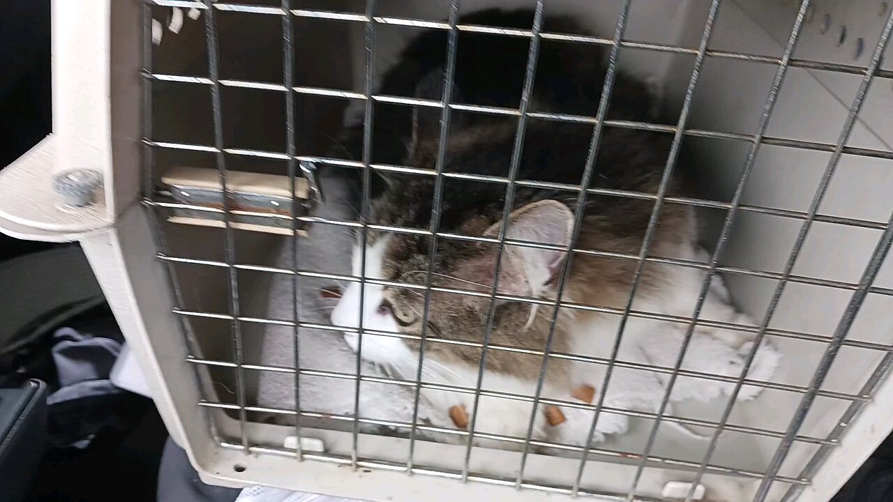 Jackson on his way to the Vet