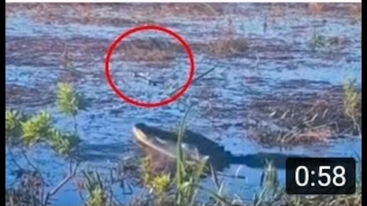 Alligator Eats Drone • Everglades Florida [Alligator Eats Drone In Video Shared By Sundar Pichai]