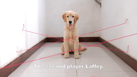 Dogs laser maze test, silly to me want to cry!