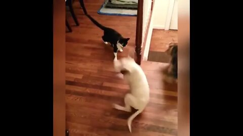 Cat VS Dog