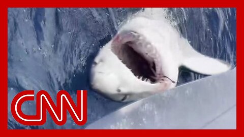 Boy catches great white shark on fishing trip