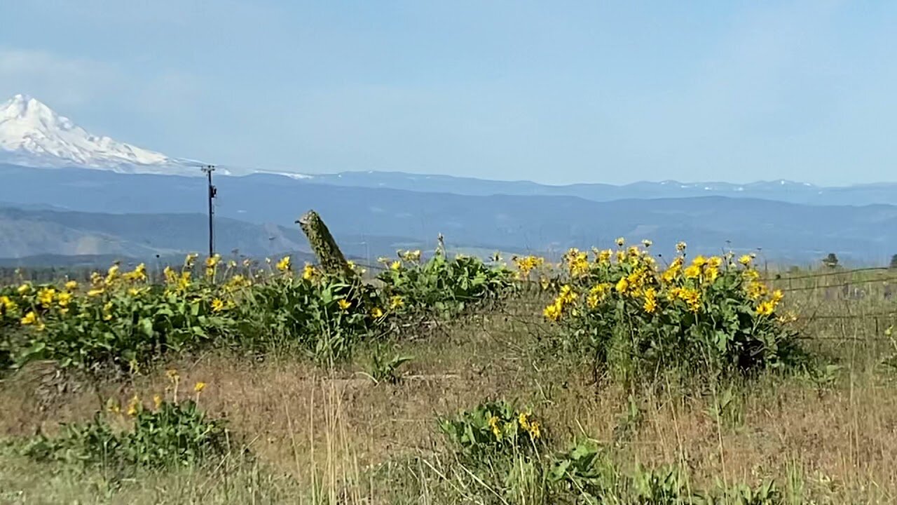 Mount Hood and Adams