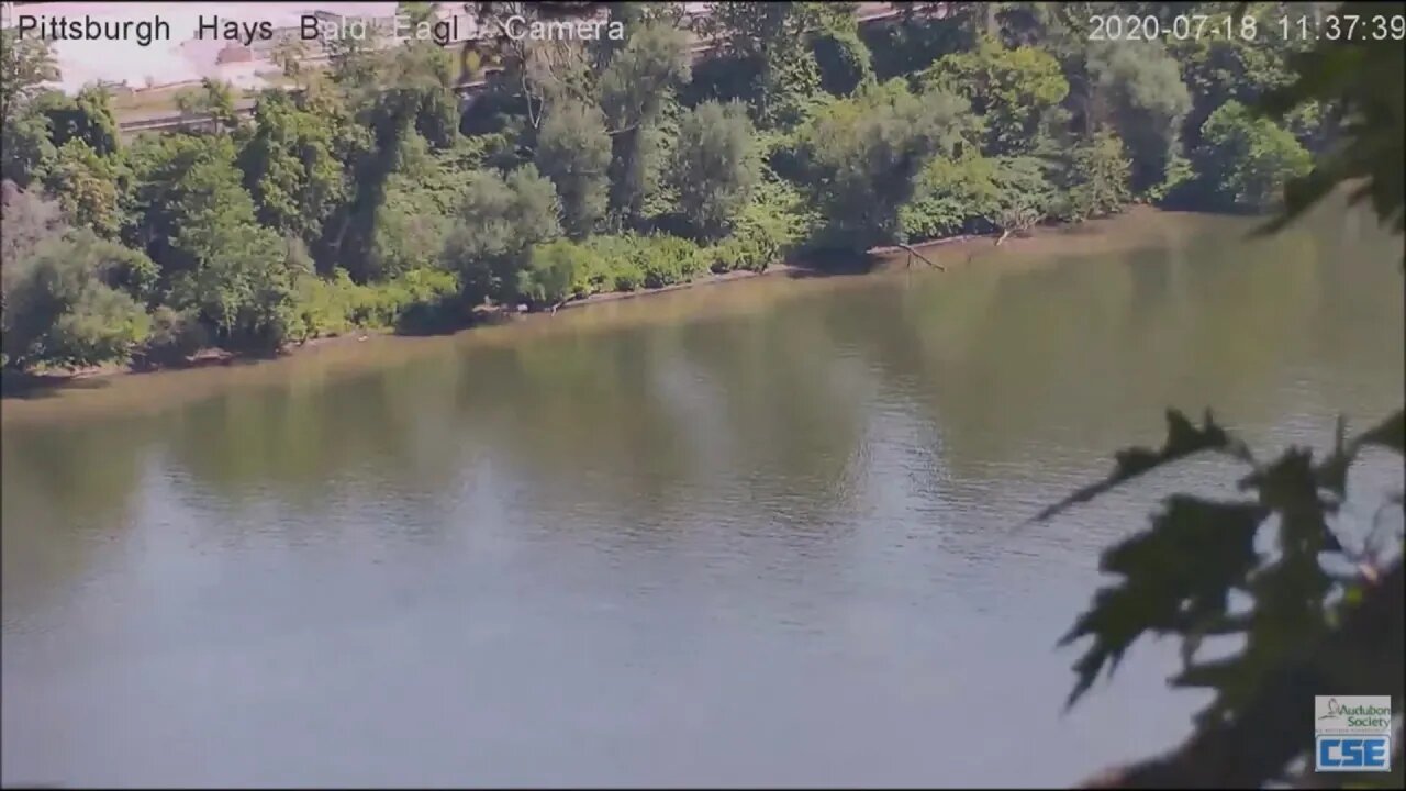 Bald Eagle juvenile flys over the Monongahela river 71820
