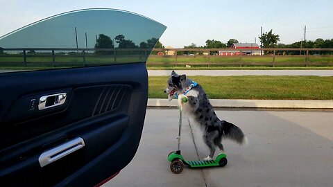 DOG LOVE VIDEO FOR PEOPLE