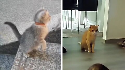 TRY NOT TO LAUGH ..amazing naughty cats 😹 animals funniest