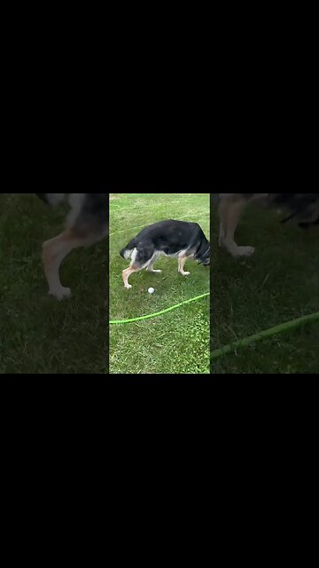 Go Time ! #doglover #dog #dogs #bubba