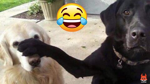 Very very funny dogs try not laugh