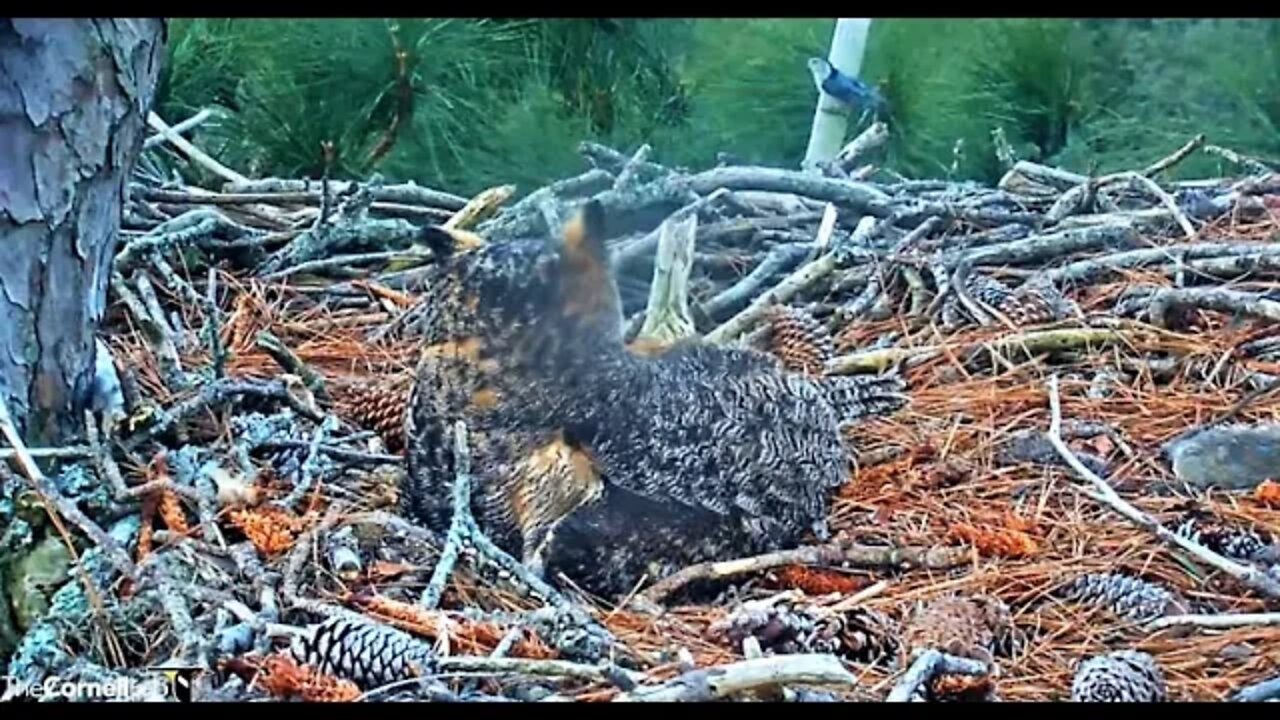 White-breasted Nuthatch Sneaks a Peek 🦉 2/18/22 07:18