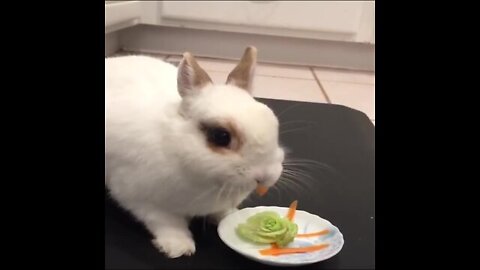 baby rabbit bunny cute and funny