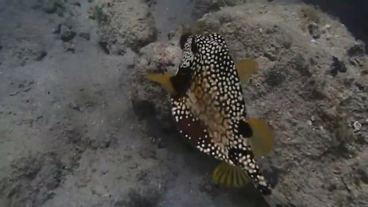 Multicolored Spotted Fish