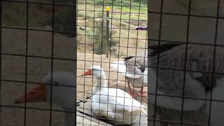 Geese sitting on doorstep 💕