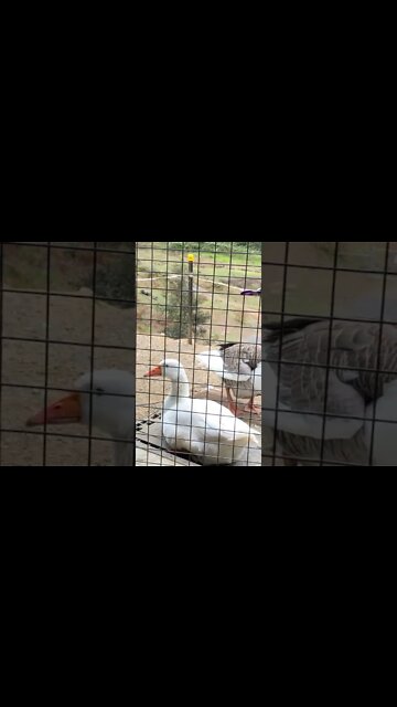 Geese sitting on doorstep 💕