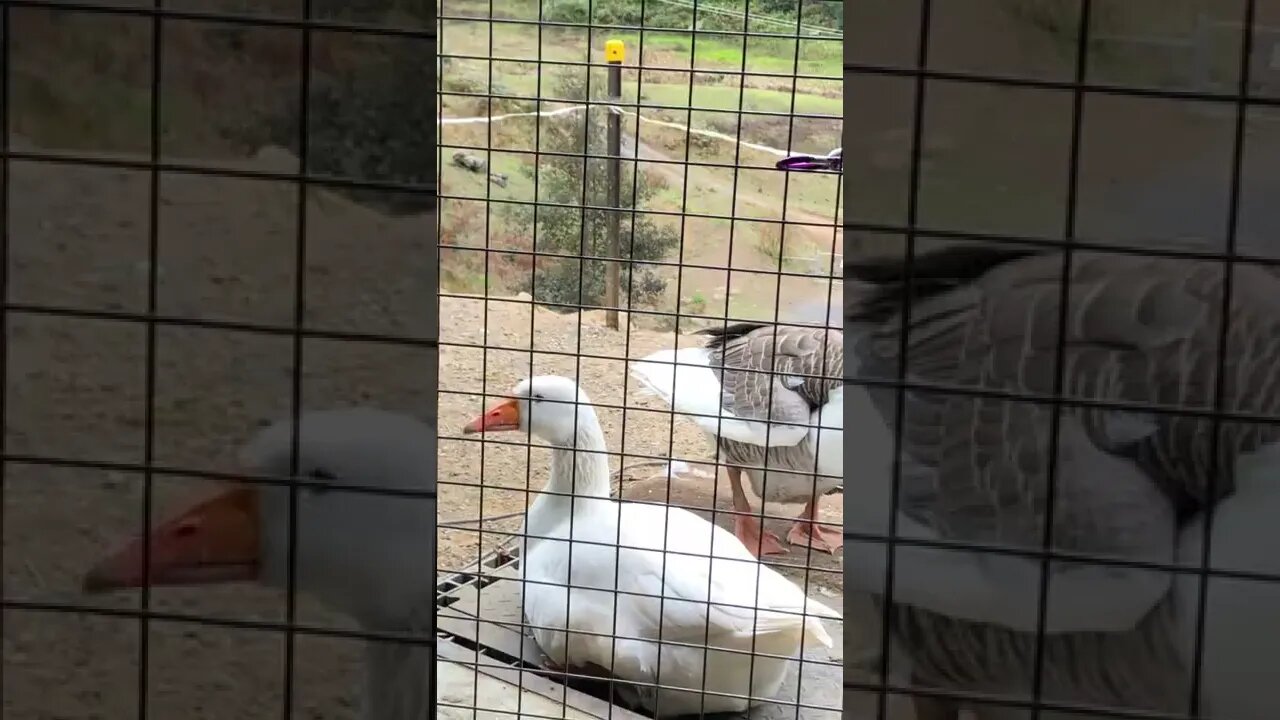 Geese sitting on doorstep 💕