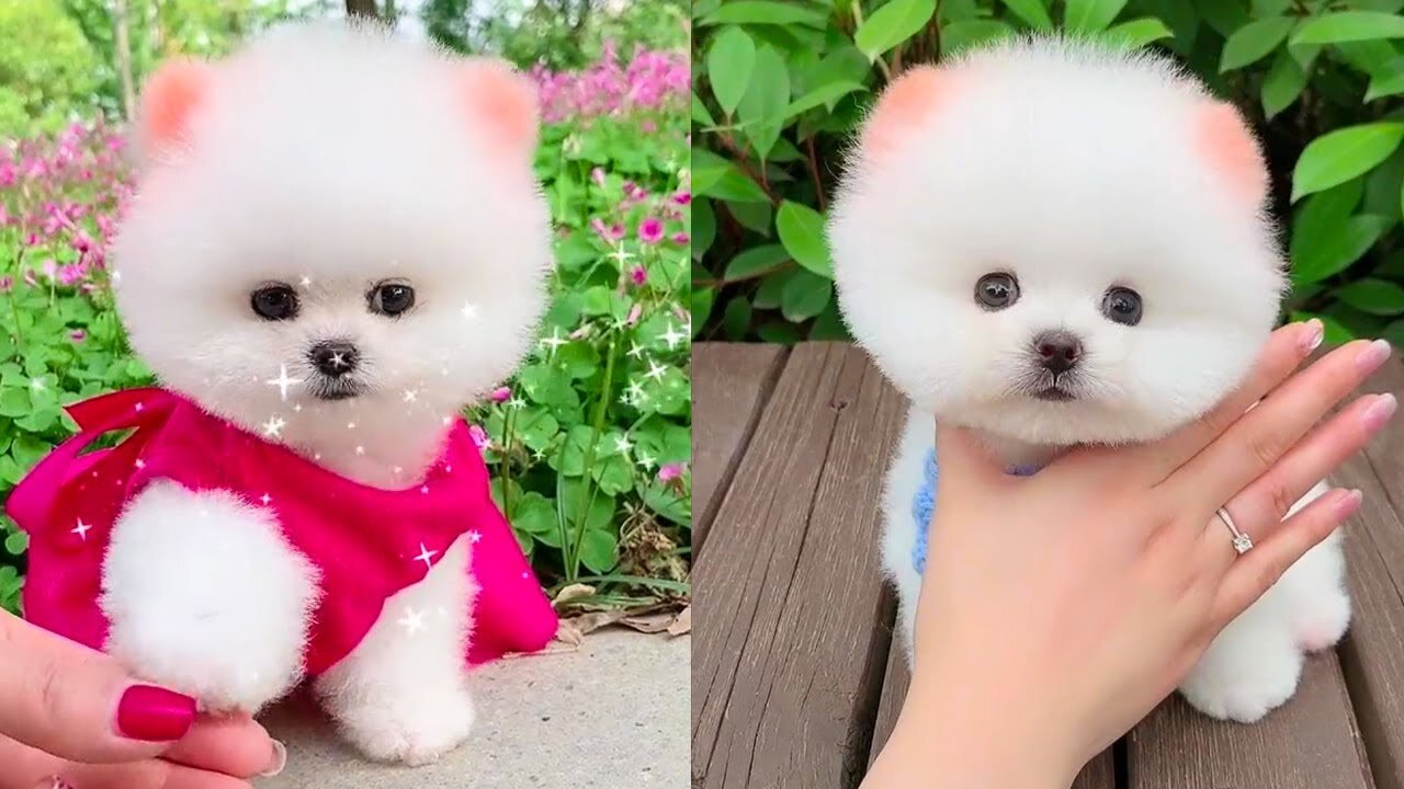 Cute and Funny Pomeranian Videos 87 #Shorts