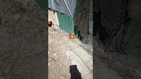 Chickens are sunbathing on a hot day and Forest runs past