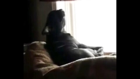 Cute pug howling