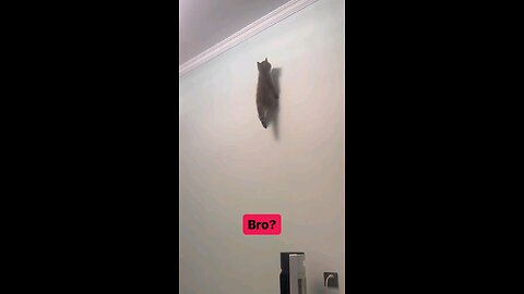 Cat breaks Gravity force 🙀🤔🧐