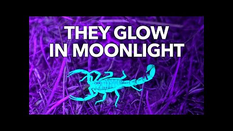 Why Scorpions Glow in the Dark