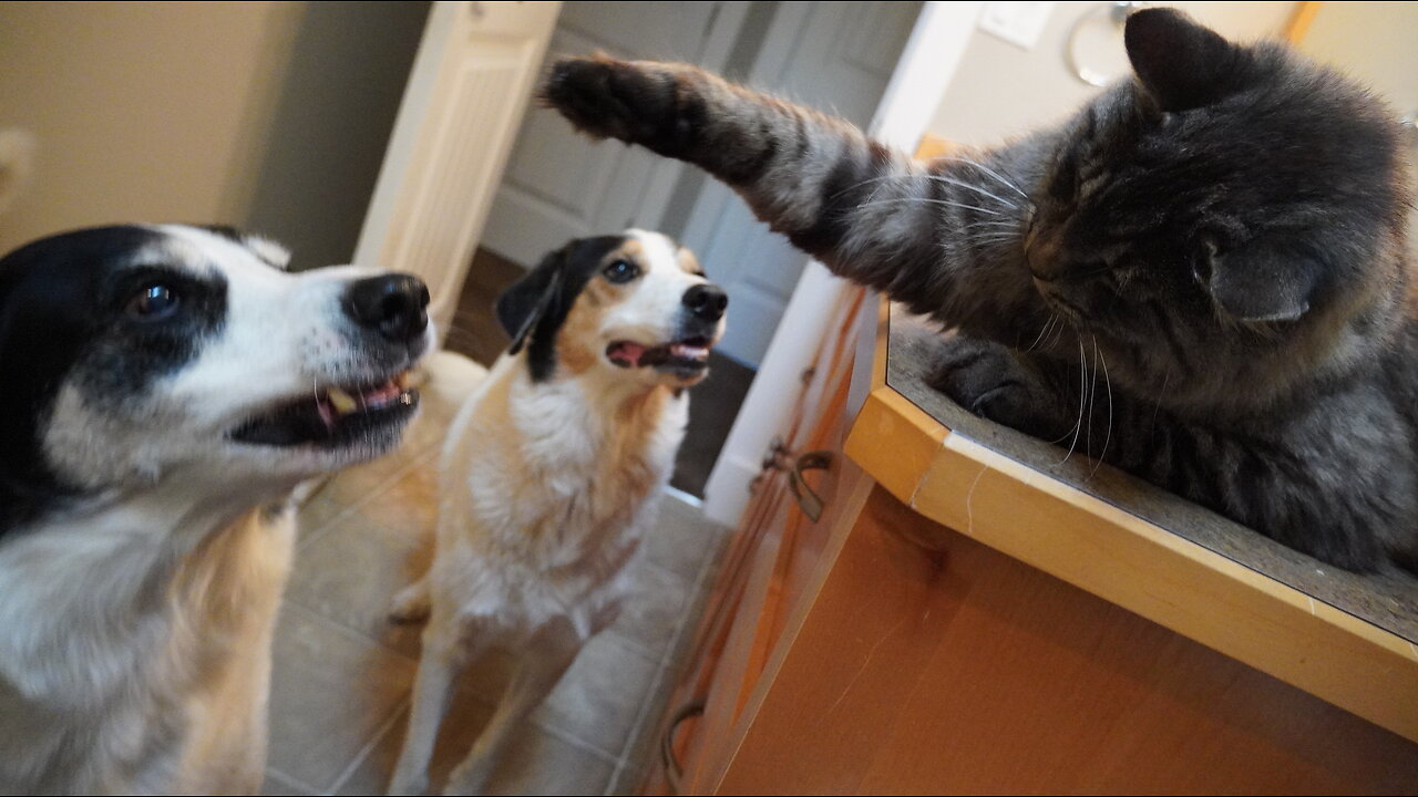 Cat Obsessed Dogs Are NOT Deterred By "CAT SLAPS" 🤣