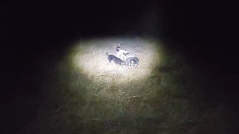 moonlight hunt.four for the nigth