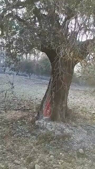 Caused by wild fire or Direct Energy Weapons?