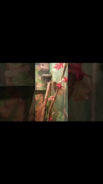 These little monkeys are cute