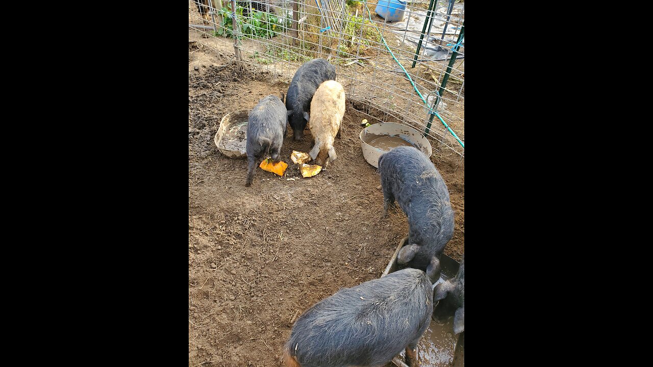 Solarpiggy family farm