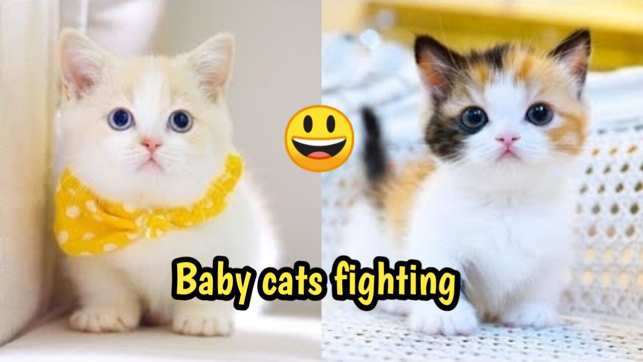 Baby Cats Fighting