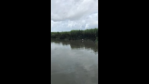 Flight of the rose spoonbill ￼