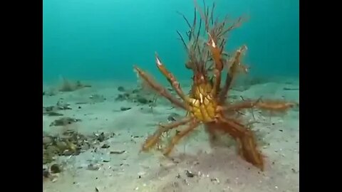 The decorator Crab decorates itself with algae