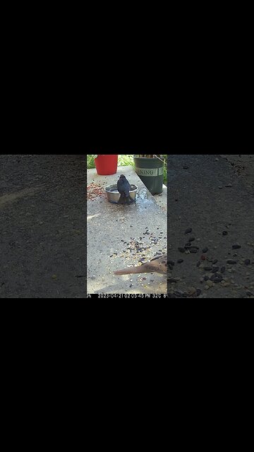 The Cowbird Takes A Bath! 🛁