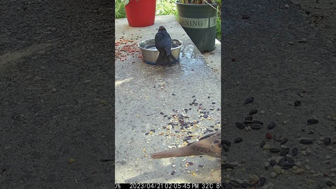 The Cowbird Takes A Bath! 🛁