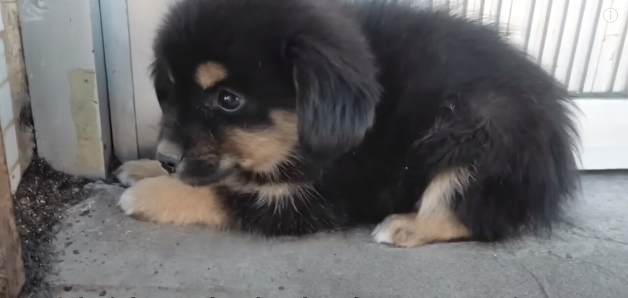 Abandoned Puppy Doesn't Dare Cry, Worried That New Owner Won't Take Him In