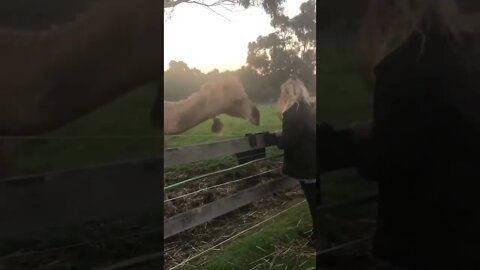 Happy Camels