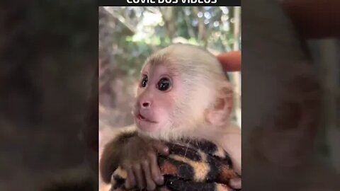 macaquinho fofo demais