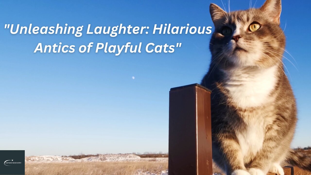 "Unleashing Laughter: Hilarious Antics of Playful Cats"