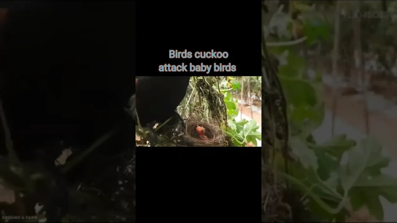 Birds cuckoo attack baby birds 2022🕊️#shorts #youtubeshorts #shortvideo